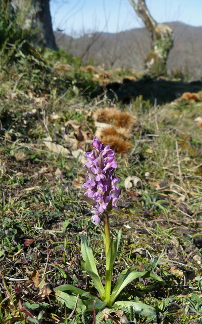 Dactylorhiza romana in una splendida variabilit - provincia di Caserta marzo 2019